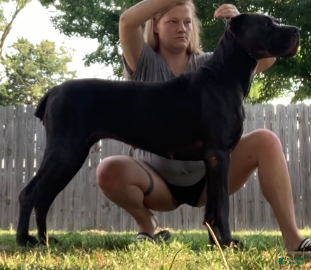 Cane Corso dogs for sale: Cane Corso Puppy 10 - Ad 7