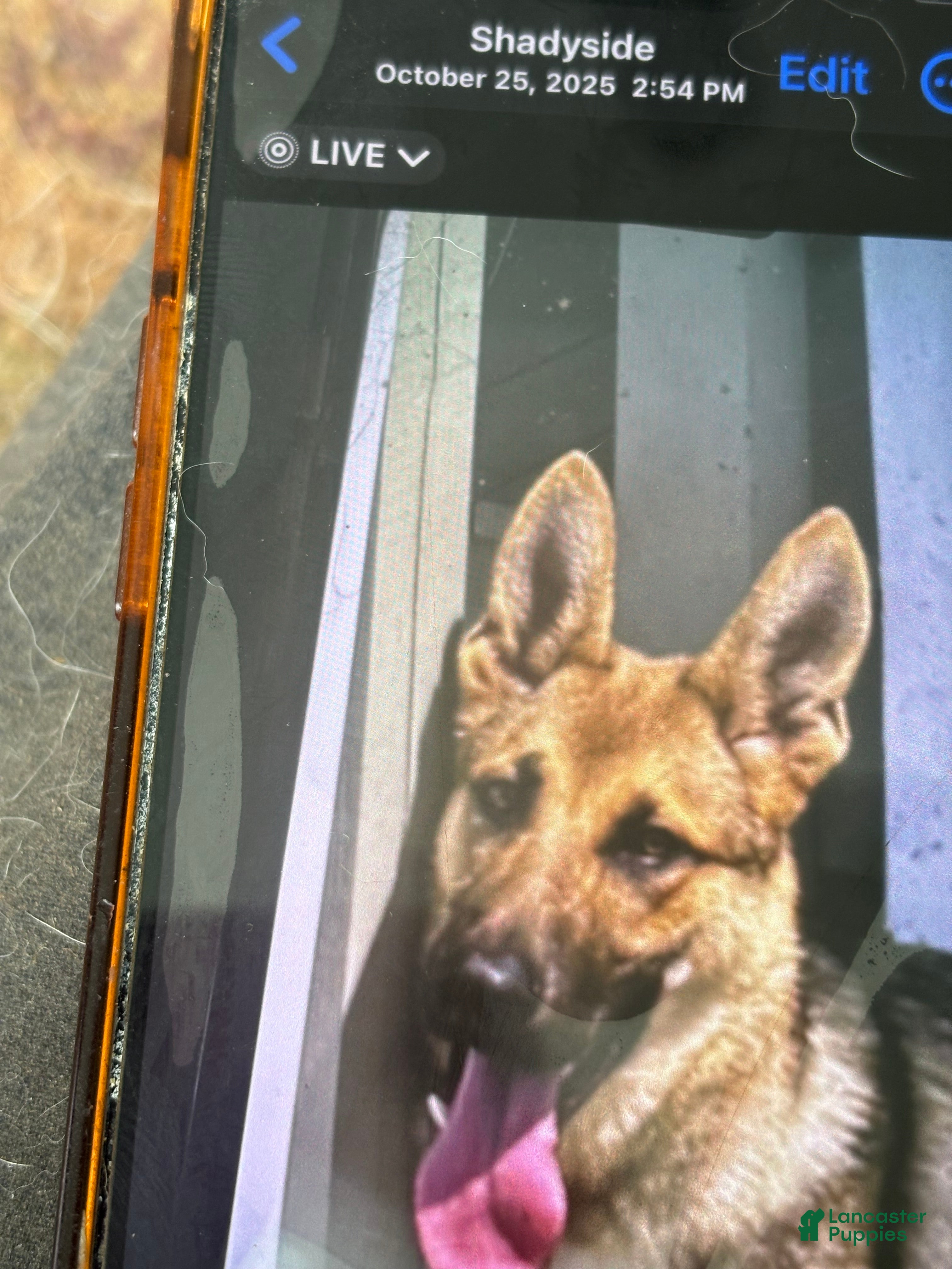 German Shepherd dogs for sale: German Shepherd Puppy 1 - Ad 3