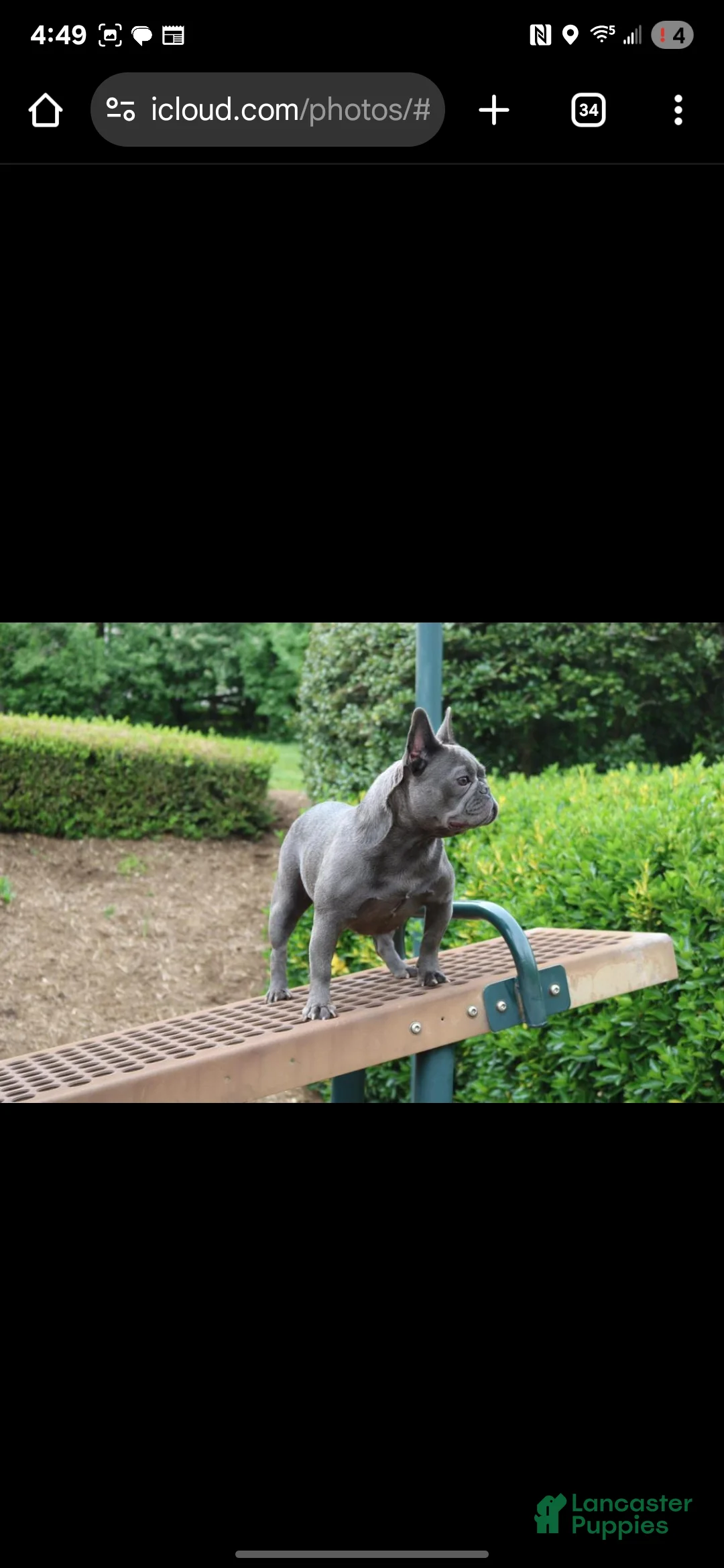 French Bulldog dogs for sale: French Bulldog Puppy 1 - Ad 4