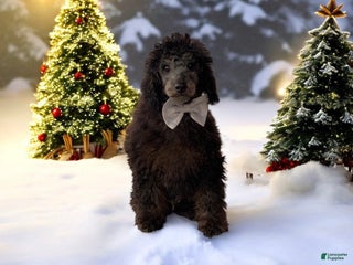 Toy Poodle dogs Jimmy - Ad 16