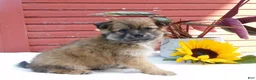 Mixed Breed dogs for sale: Jet - Ad 3