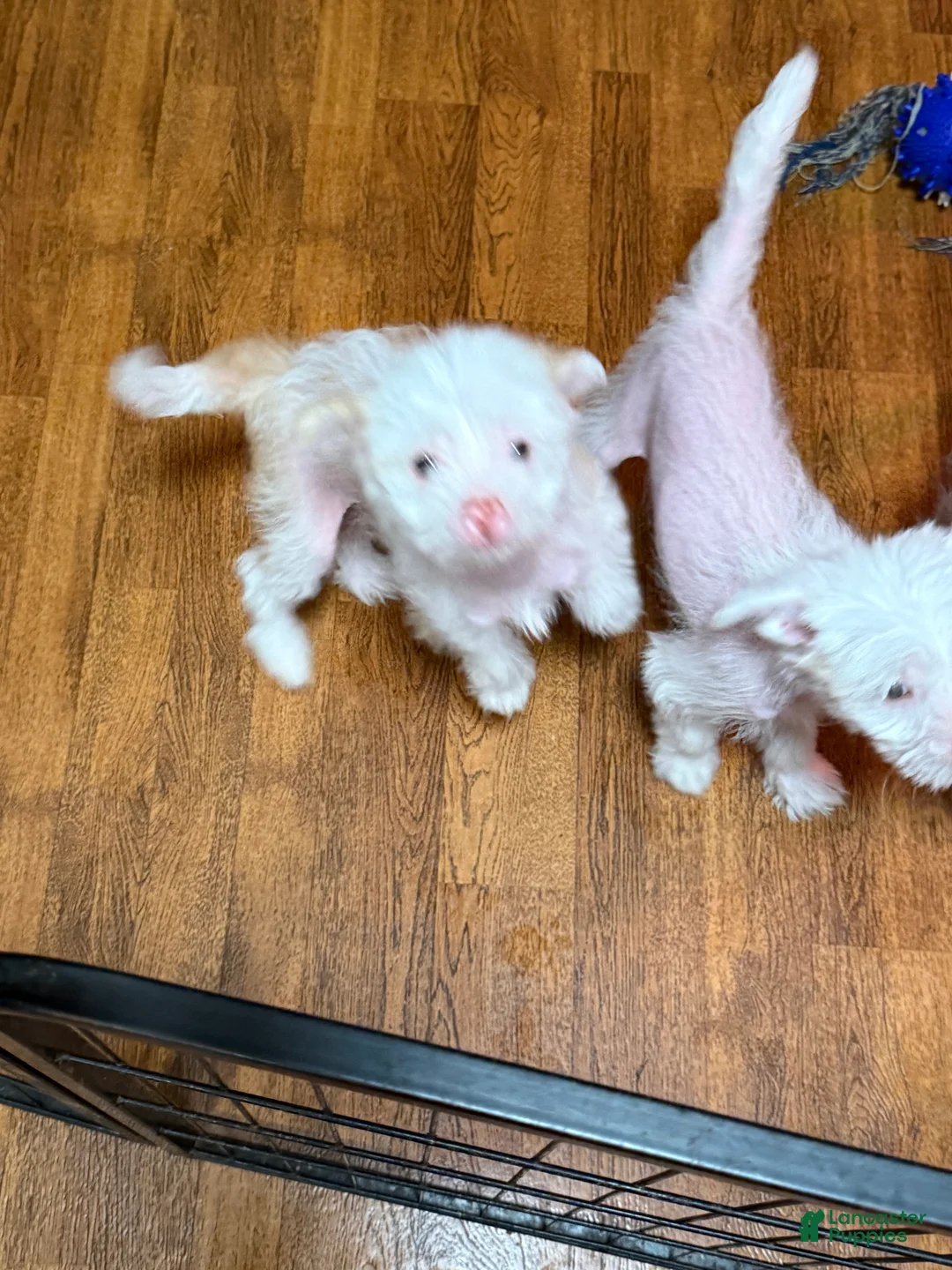 Chinese Crested dogs for sale: Chinese Crested Puppy 2 - Ad 4