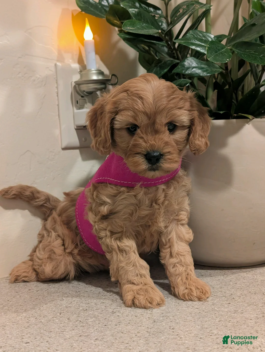 Cavapoo dogs for sale: Lucy  - Ad 1