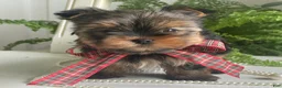 Yorkshire Terrier dogs for sale: Cody - Ad 7