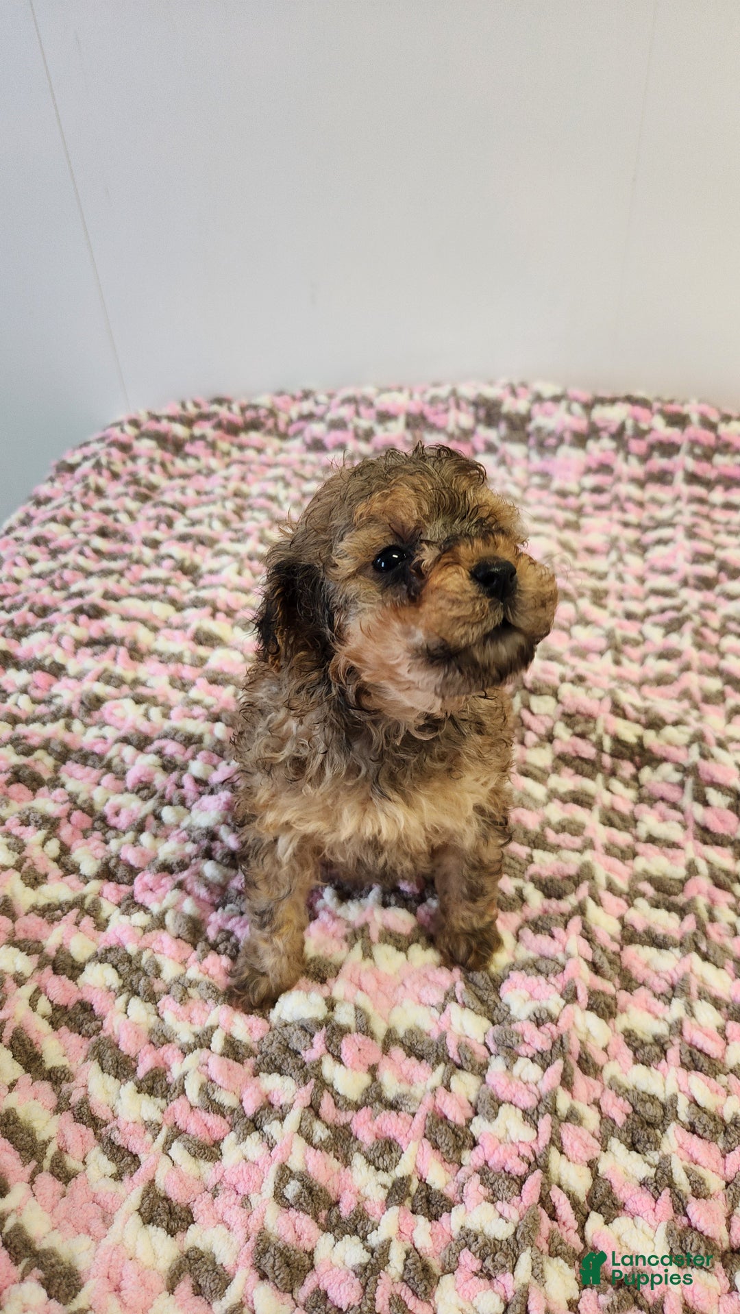 Toy Poodle dogs for sale: Kacie - Ad 3