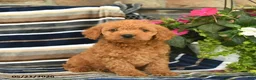 Mini Goldendoodle dogs for sale: Ella  - Ad 1