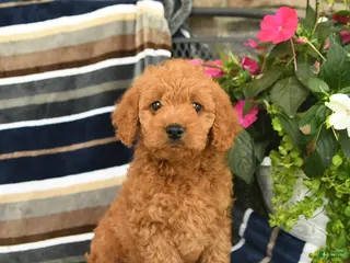 Mini Goldendoodle dogs for sale: Ella - Ad 4