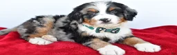 Mini Bernedoodle dogs for sale: Lucky - Ad 4