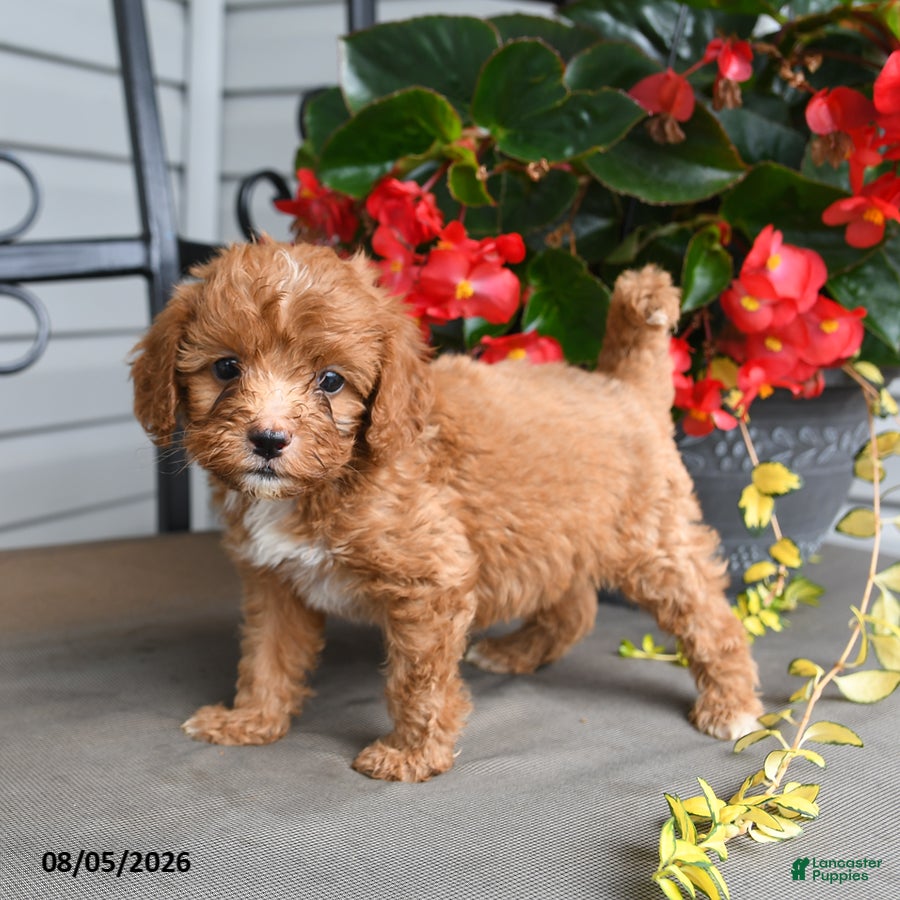 Cavapoo dogs for sale: Dandy - Ad 1