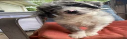 Aussiedoodle dogs for sale: Aussiedoodle 2 - Ad 2