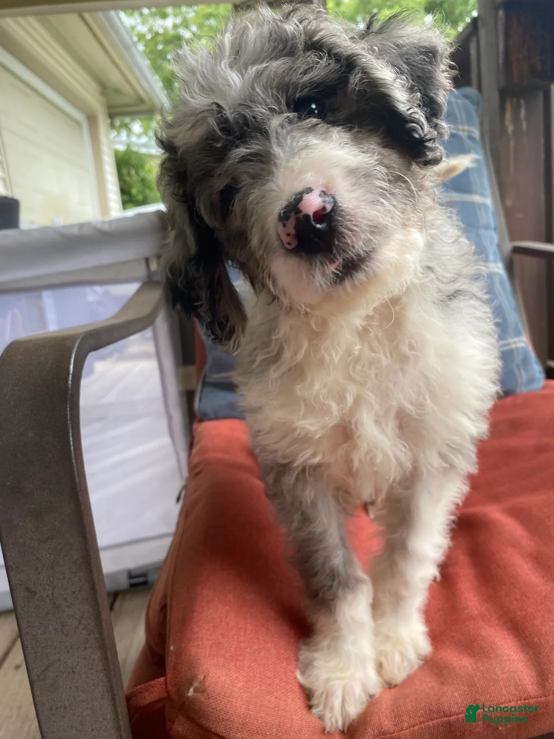 Aussiedoodle dogs for sale: Aussiedoodle 2 - Ad 2