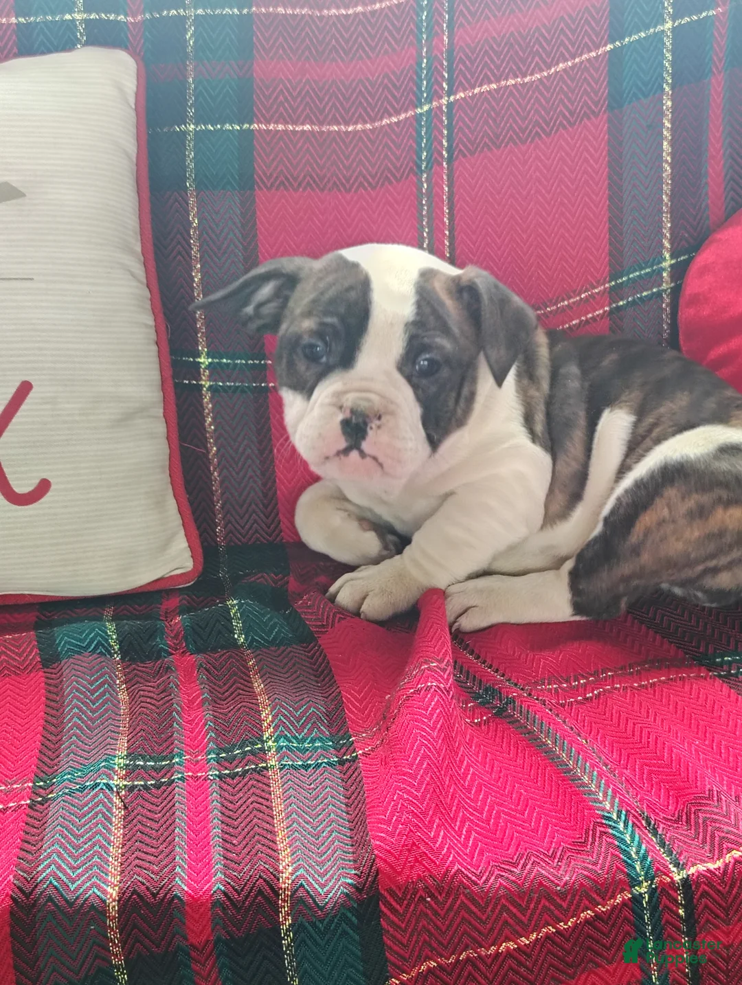 Olde English Bulldogge dogs for sale: Sheila  - Ad 3