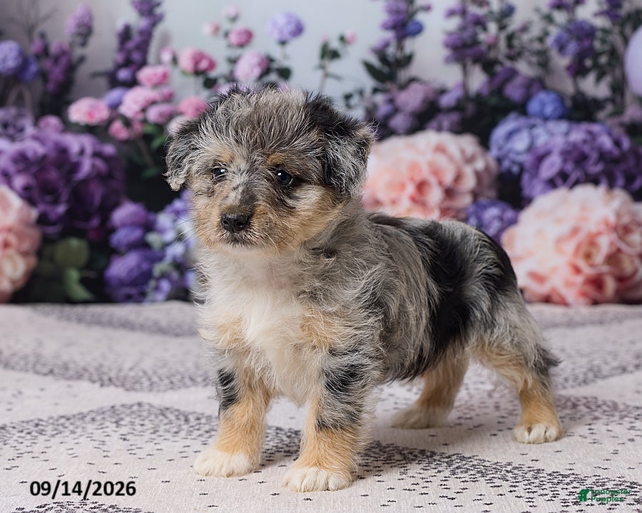 Corgipoo dogs Alex - Ad 2