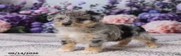 Corgipoo dogs for sale: Alex - Ad 2