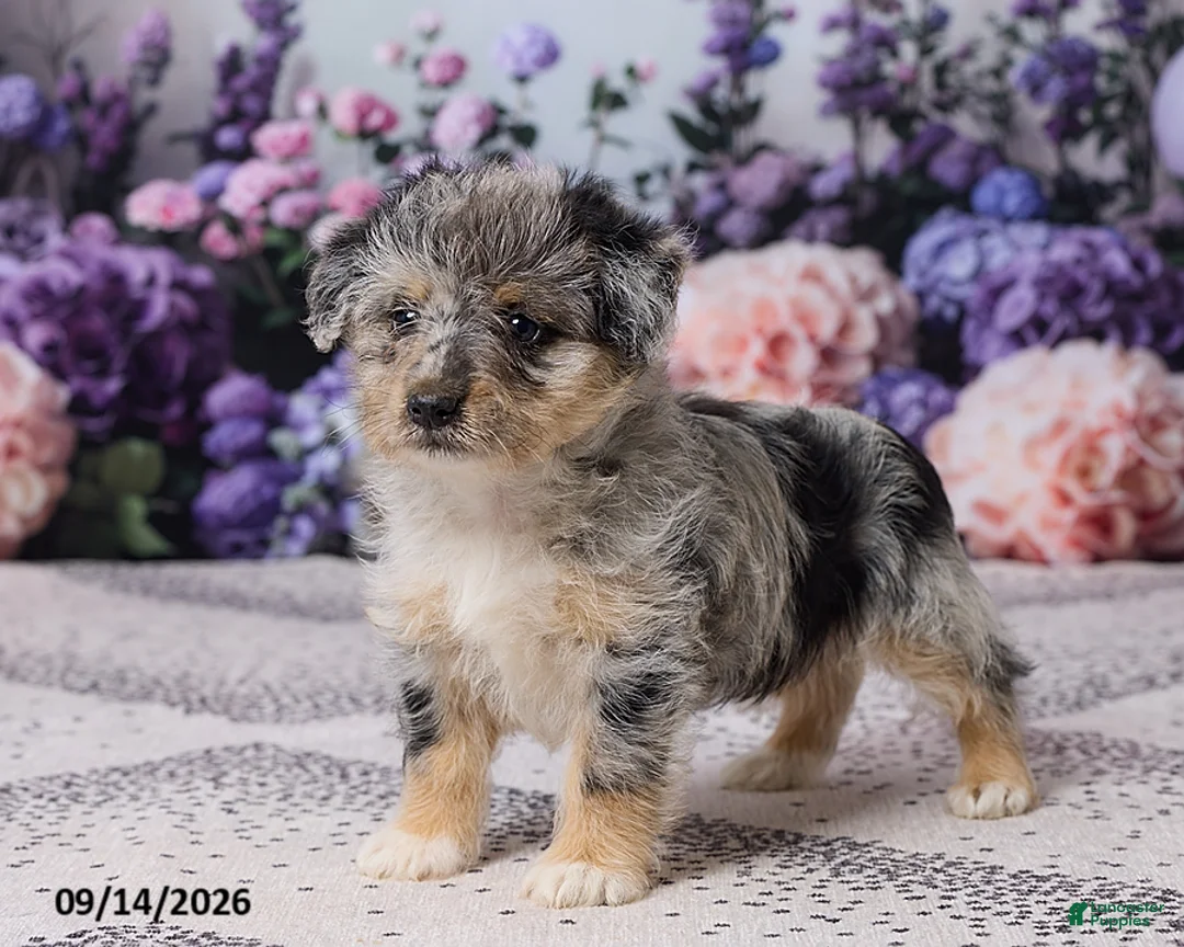 Corgipoo dogs for sale: Alex - Ad 2