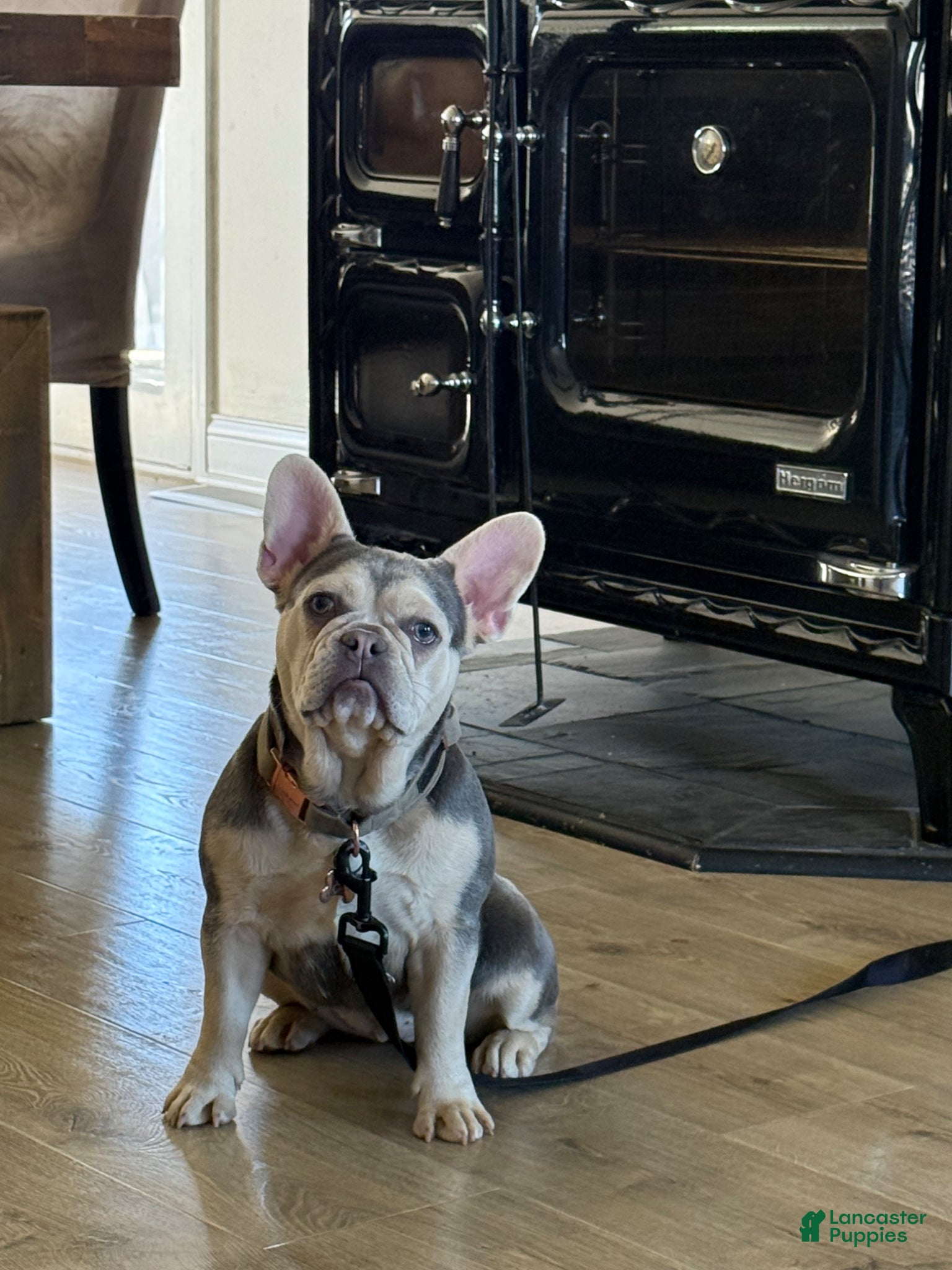 French Bulldog dogs for sale: French Bulldog Puppy 2 - Ad 1