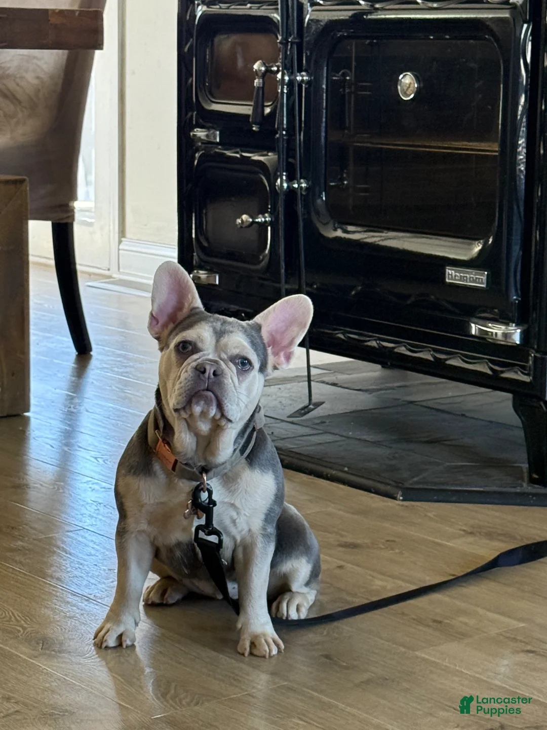 French Bulldog dogs for sale: French Bulldog Puppy 2 - Ad 1