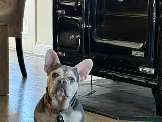 French Bulldog dogs French Bulldog Puppy 2 - Ad 2