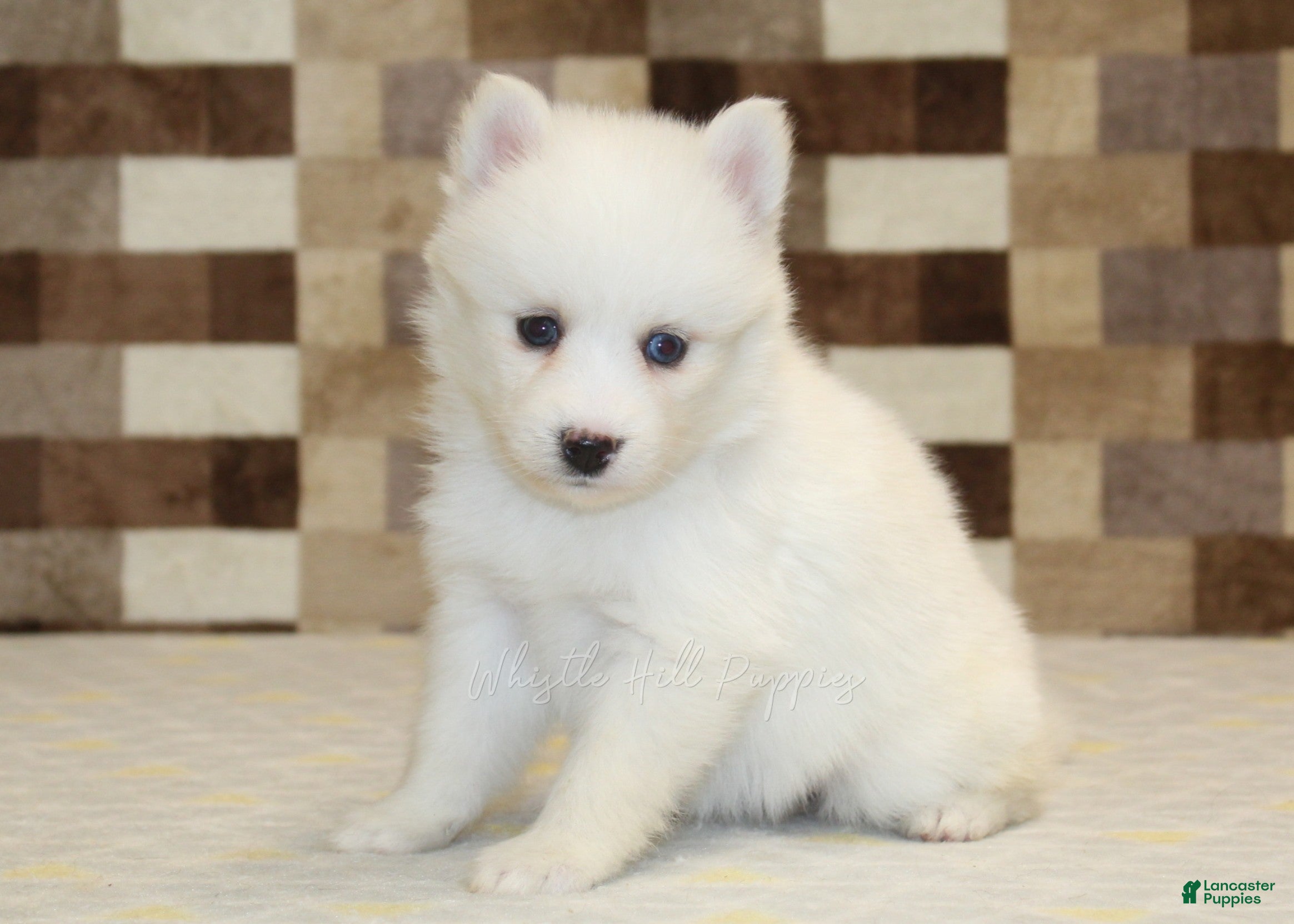 Pomsky dogs Jessie - Ad 7