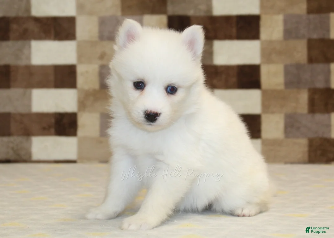 Pomsky dogs for sale: Jessie - Ad 1