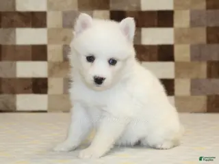 Pomsky dogs Jessie - Ad 7