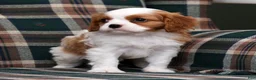 Cavalier King Charles Spaniel dogs for sale: Connor - Ad 9