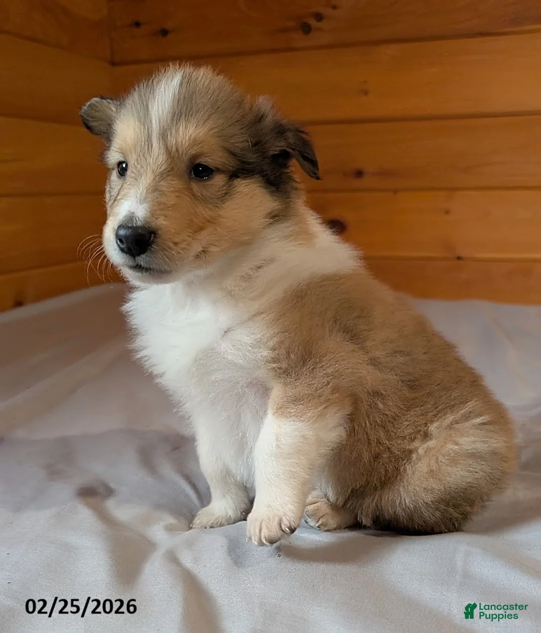 Collie dogs for sale: Pokey - Ad 2