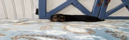Miniature Dachshund dogs for sale: Benson - Ad 3
