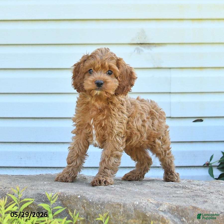 Cockapoo dogs Happy - Ad 1