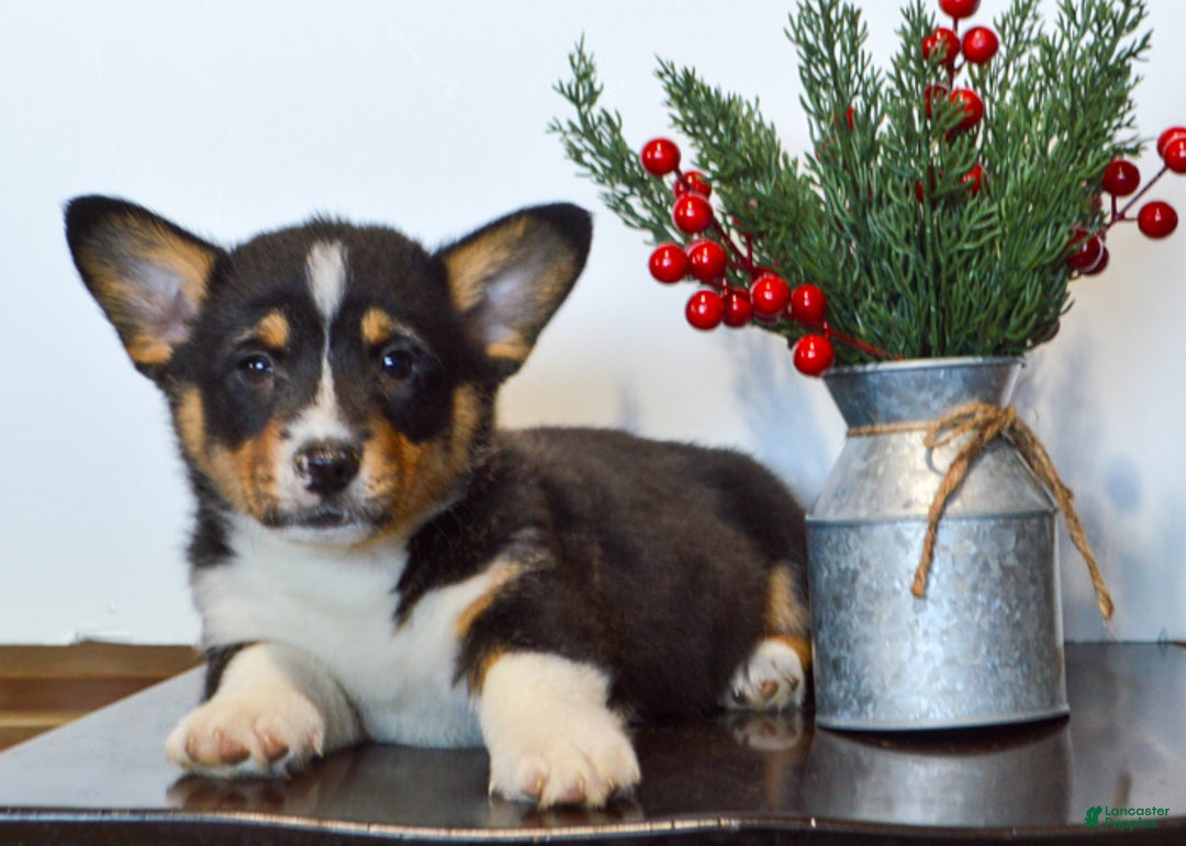 Welsh Corgi Pembroke dogs for sale: Jax - Ad 6