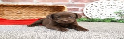Labrador Retriever dogs for sale: Liberty  - Ad 2