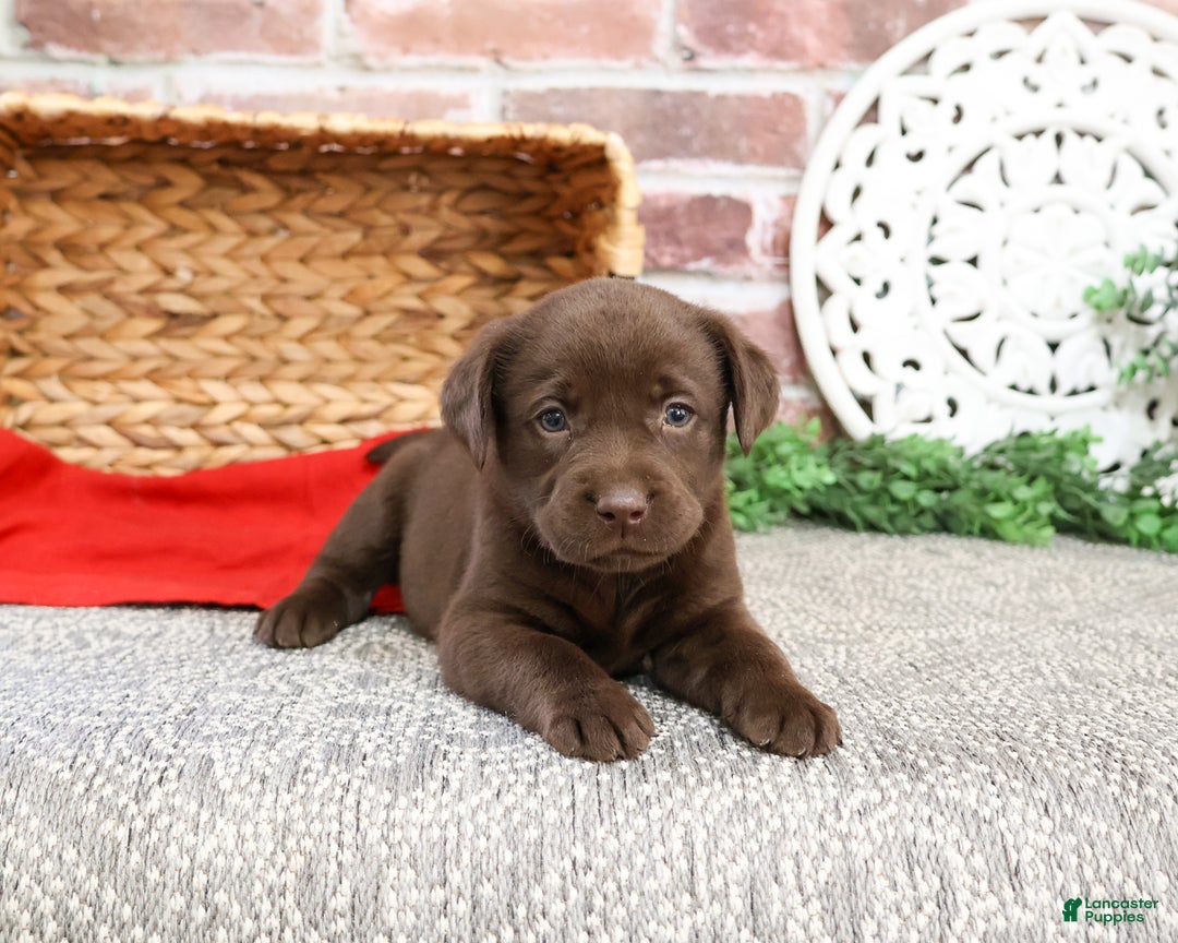 Labrador Retriever dogs for sale: Liberty  - Ad 2