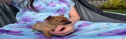 Mixed Breed dogs for sale: Sandy - Ad 3