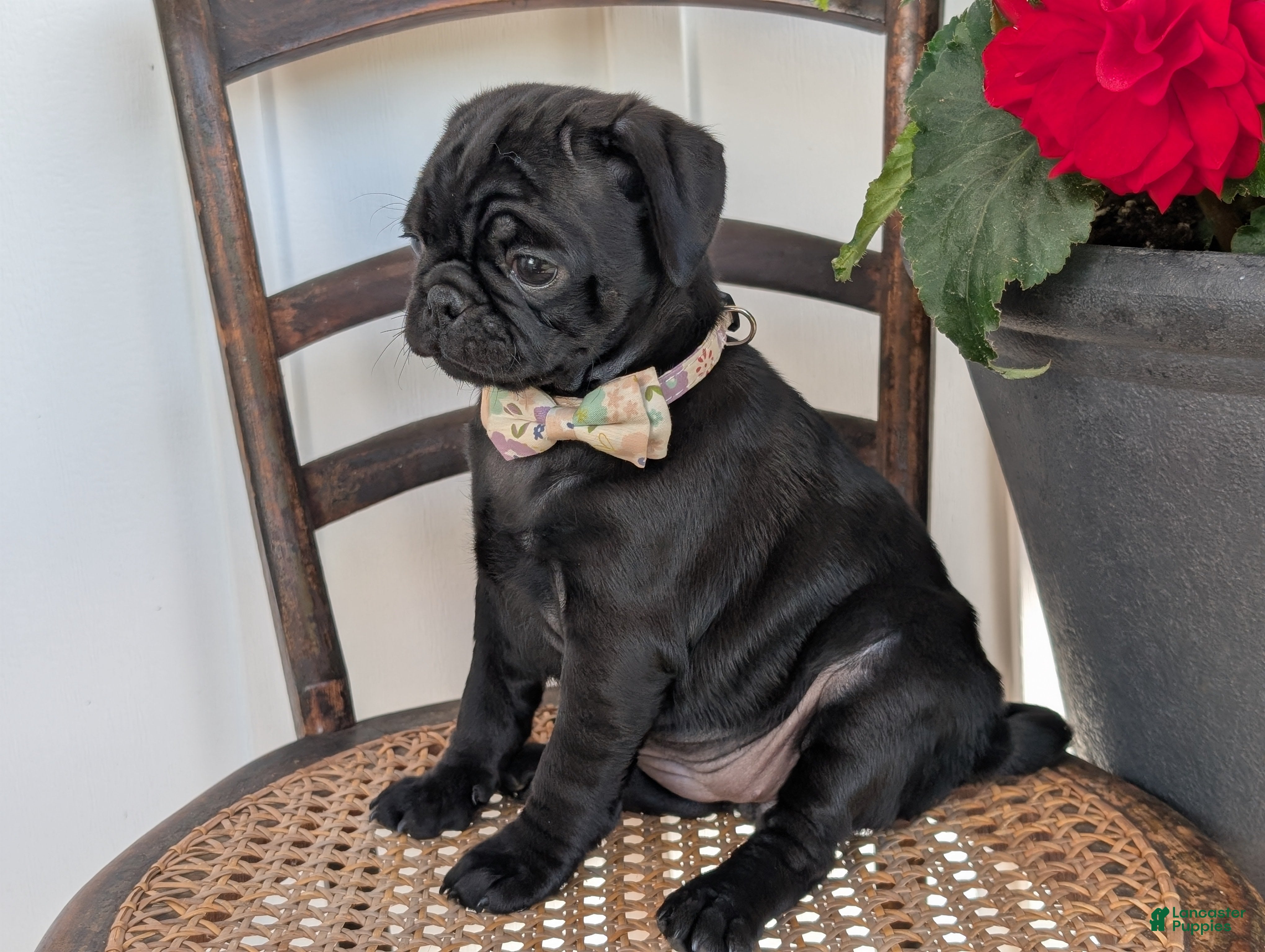 Pug dogs Tori - Ad 1