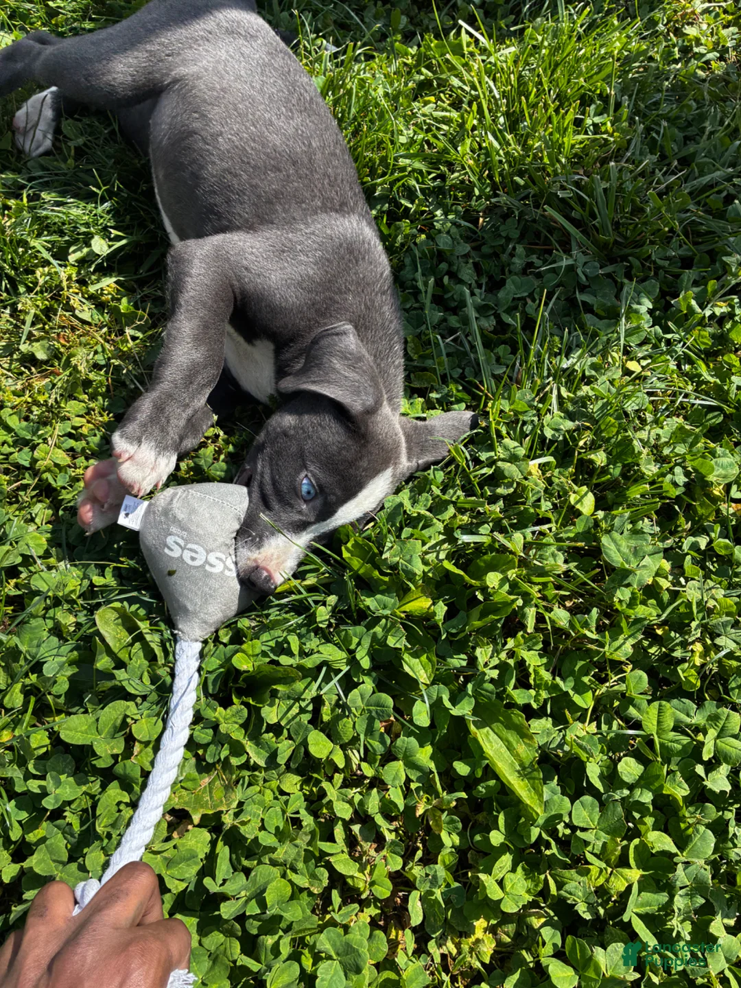 American Pit Bull Terrier dogs for sale: American Pit Bull Terrier Puppy 1 - Ad 4
