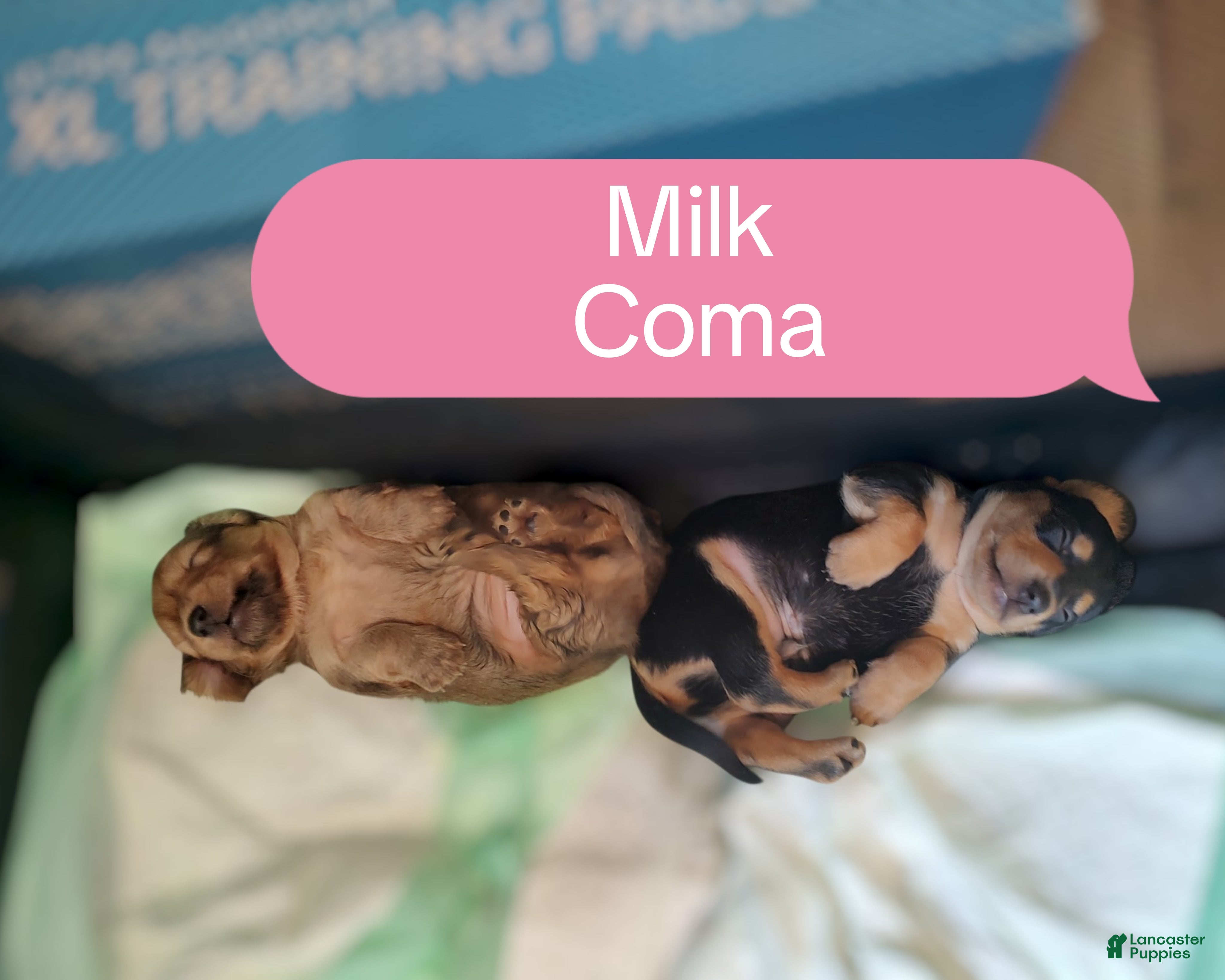 Miniature Dachshund dogs Bently  - Ad 20