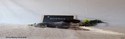 Australian Cattle Dog dogs for sale: Maverick - Ad 3