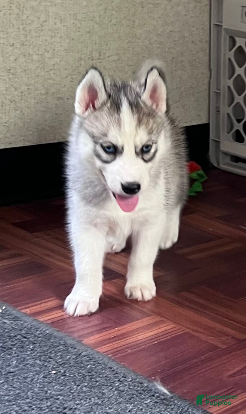 Siberian Husky dogs Indy AKC - Ad 2