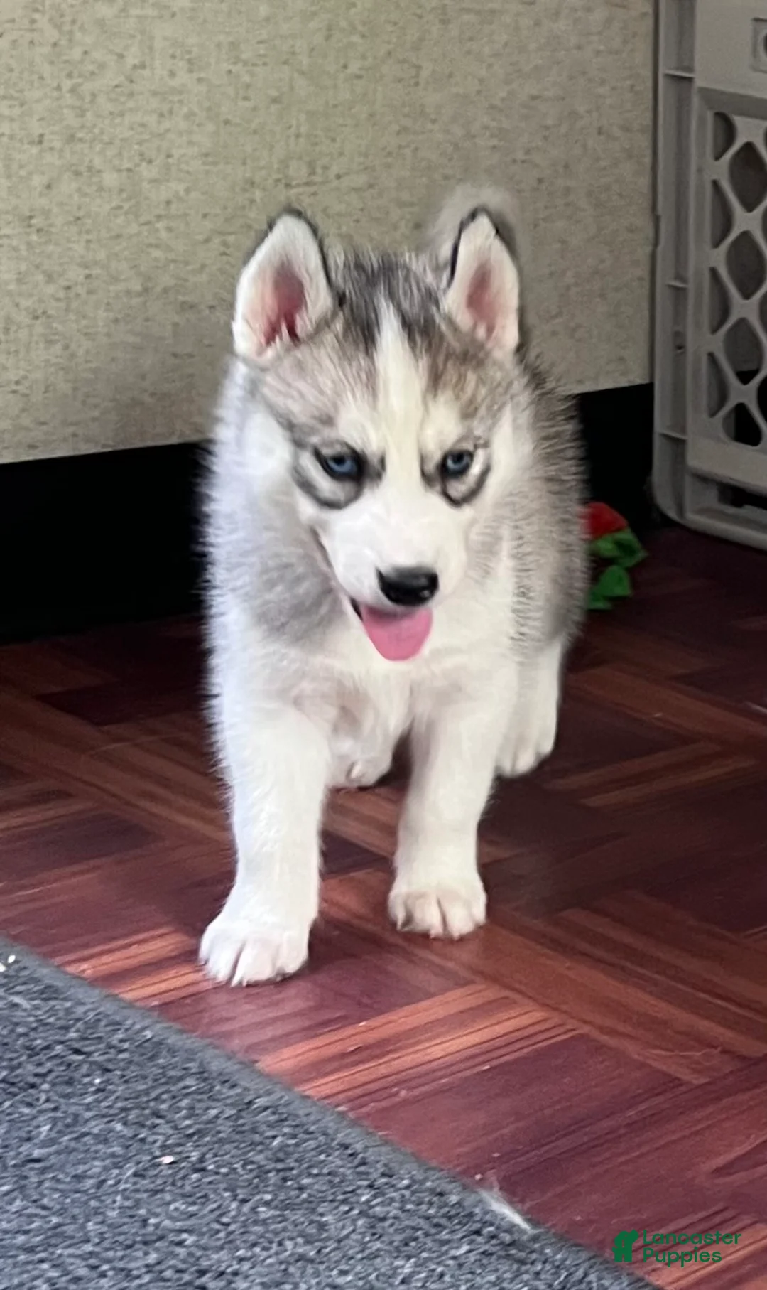 Siberian Husky dogs for sale: Indy AKC - Ad 2