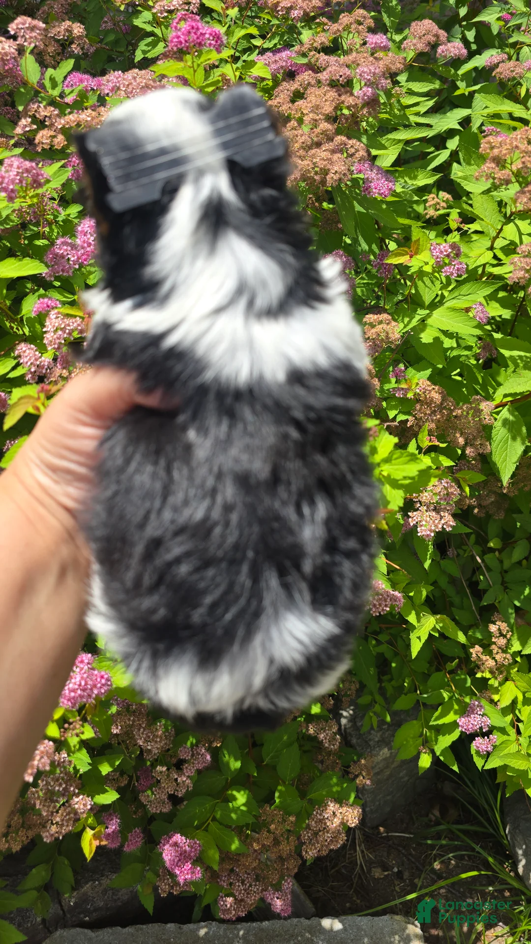 Biewer Terrier dogs for sale: Biewer Terrier 3 - Ad 2