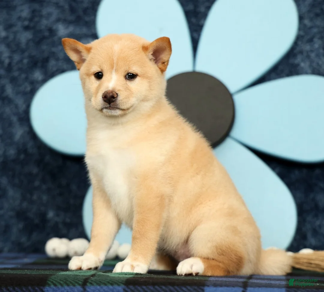 Shiba Inu dogs for sale: Kayla - Ad 2