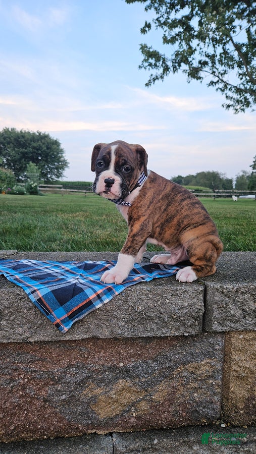 Boxer dogs for sale: Alex - Ad 4