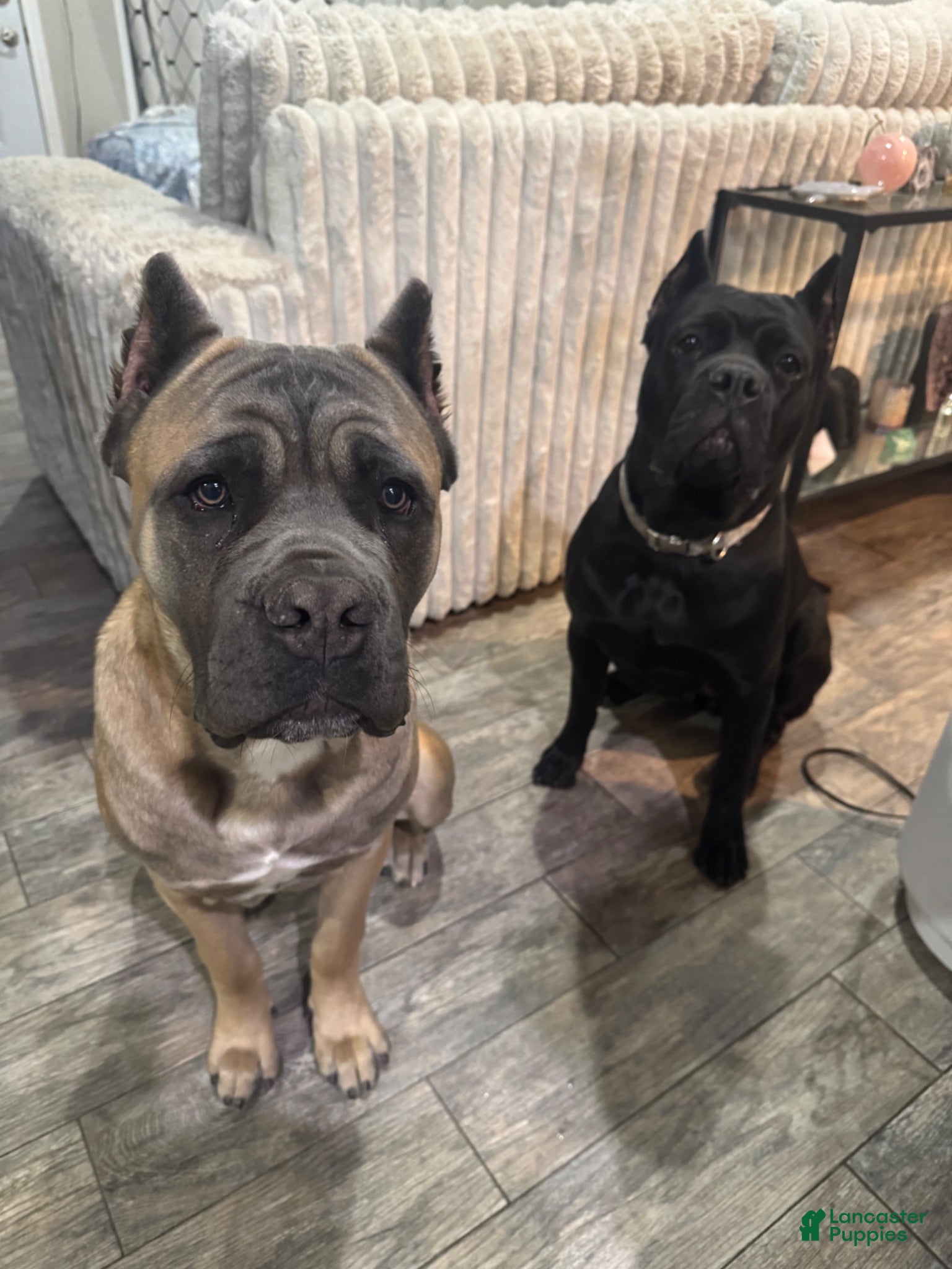 Cane Corso dogs Cane Corso 1 - Ad 2