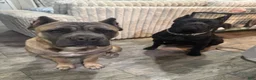 Cane Corso dogs for sale: Cane Corso 1 - Ad 2