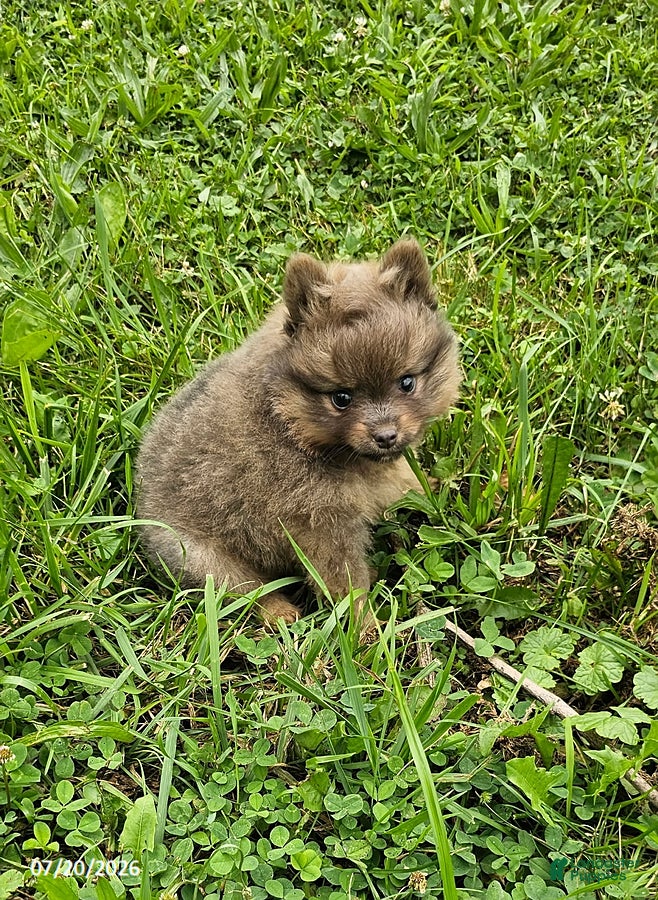 Pomeranian dogs Toby - Ad 1