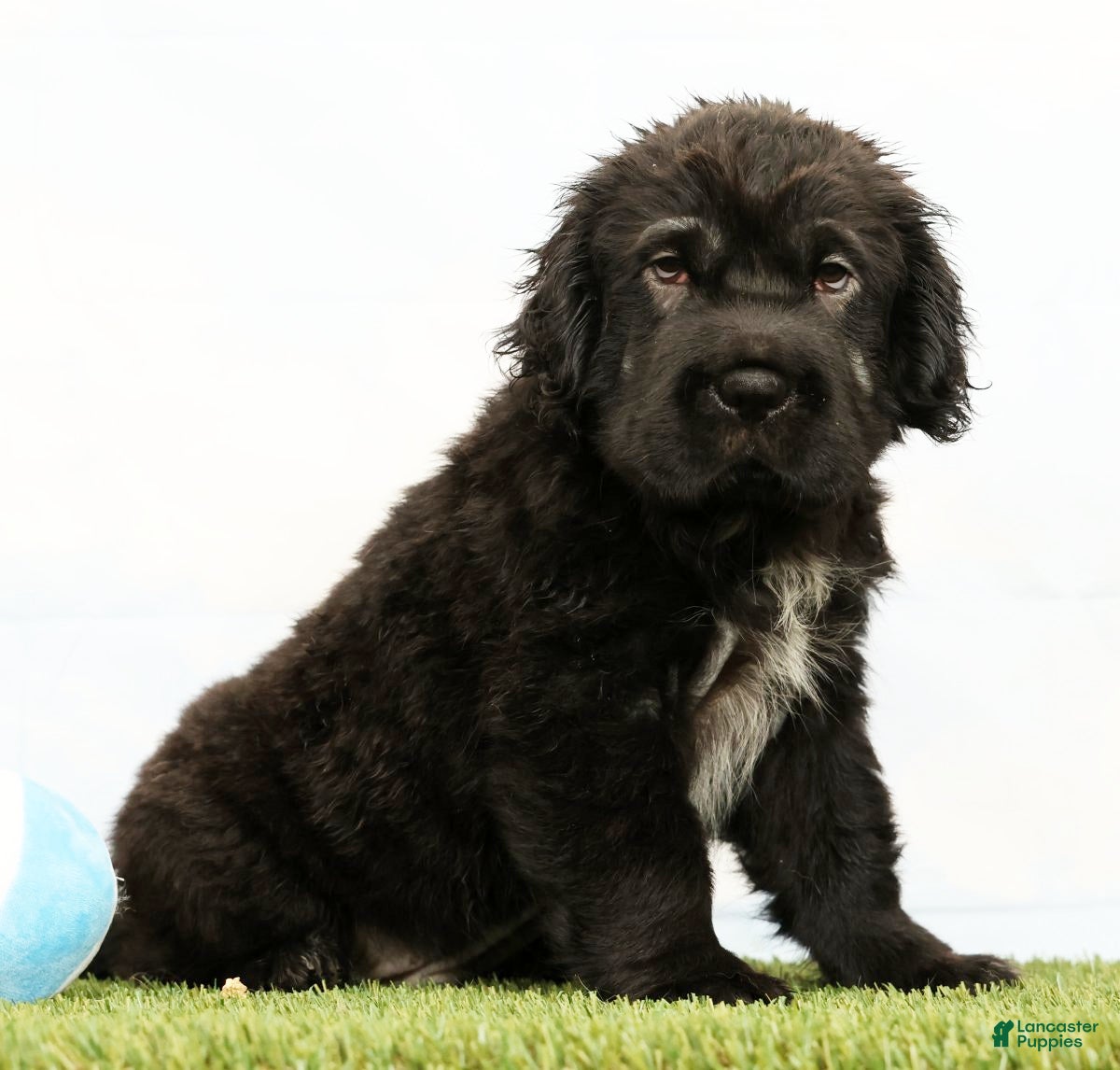 Mini Hippo dogs Nero - Ad 2