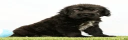Mini Hippo dogs for sale: Nero - Ad 2