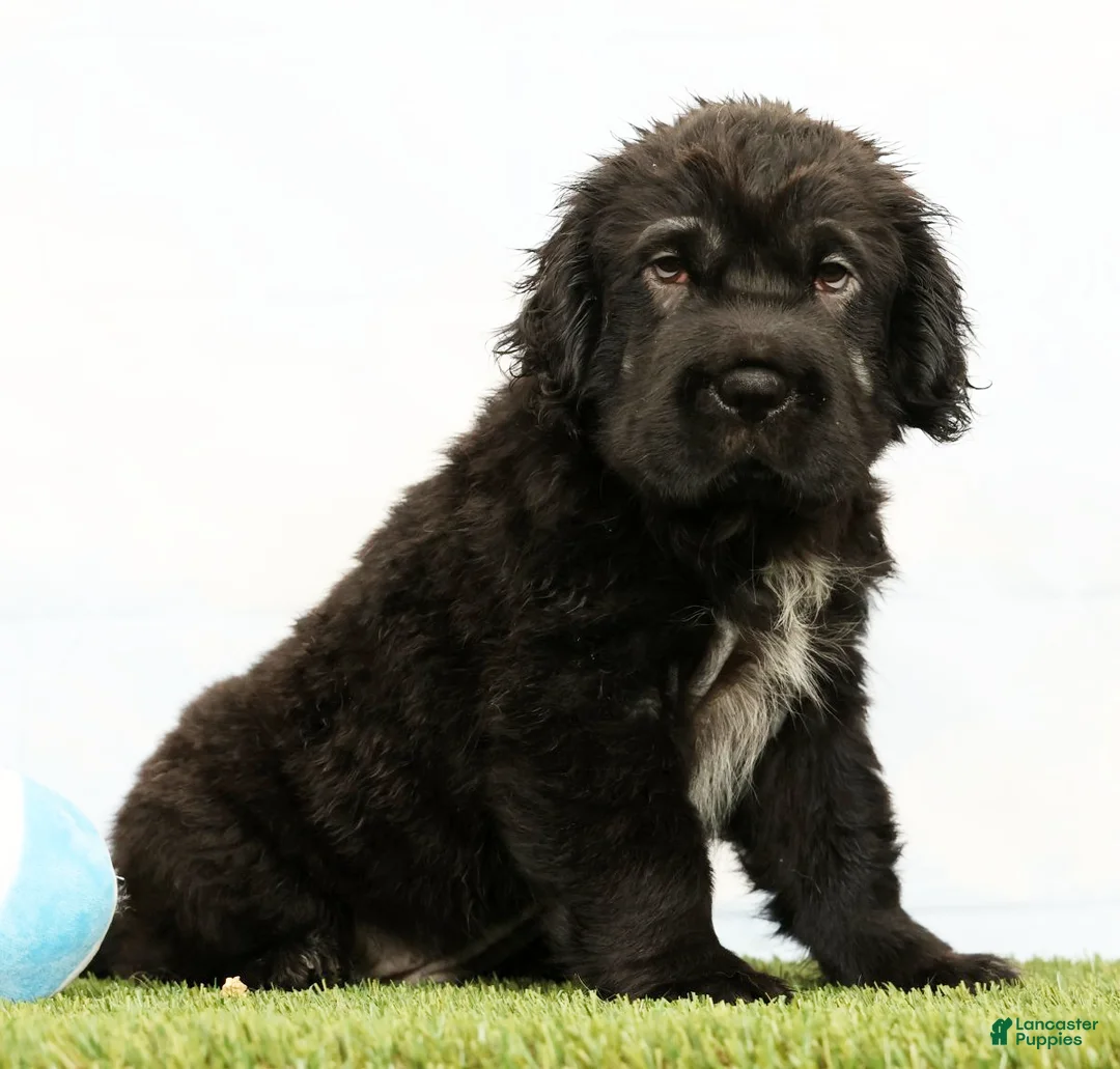 Mini Hippo dogs for sale: Nero - Ad 2