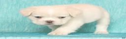 French Bulldog dogs for sale: Scout Fluffy Platinum - Ad 7