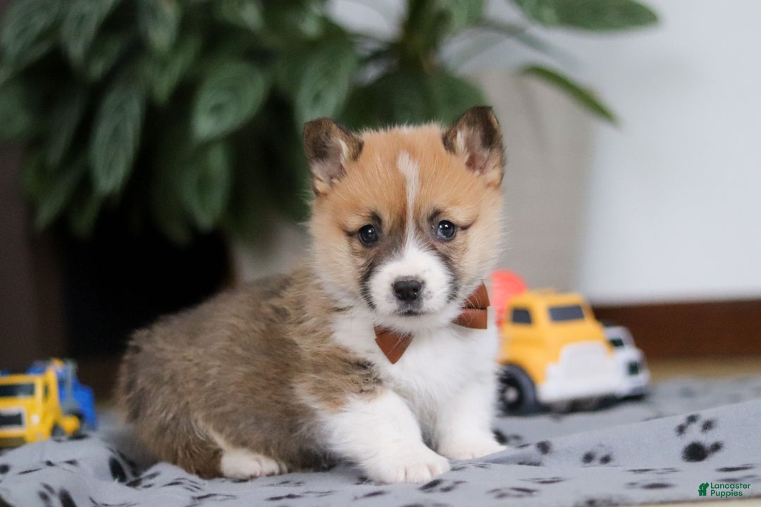 Welsh Corgi Pembroke dogs for sale: Ethan - Ad 7